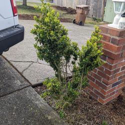 Free Boxwood Shrubs