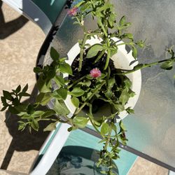 SUNNY ROSE FLOWERING PLANT