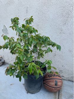 Flowering/fruiting Surinam Cherry Pitanga Tropical fruit Tree