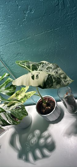 Fedrek tropical plant variegated