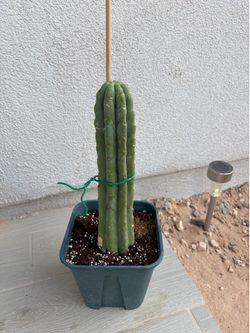 Cactus for sale