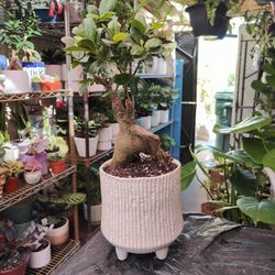 Ginseng Ficus Bonsai Tree 