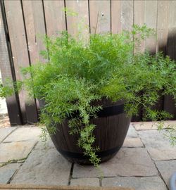 Asparagus Fern in Barrel Planter