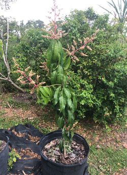 Mango tree