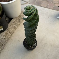 🌵 Large & Well Rooted Spiral Forbesii Cereus Cactus •rare Plants • Cacti 🌵 