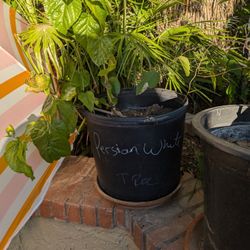 Persian White Mulberry Tree 20 Gallon