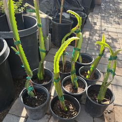 Dragon Fruit Plants in One Gallon $30  Each