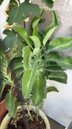 Plants