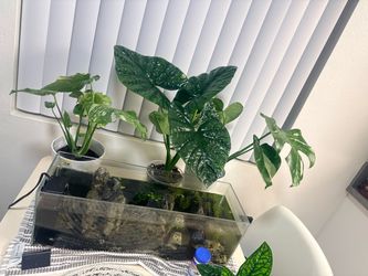 6 gal UNS pre scaped
