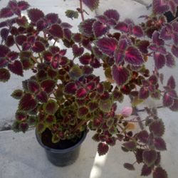 Plantas