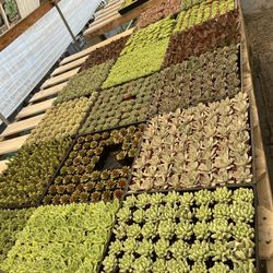 Weekend Sale Friday The 20th To Sunday 2” Succulents $1 Each 