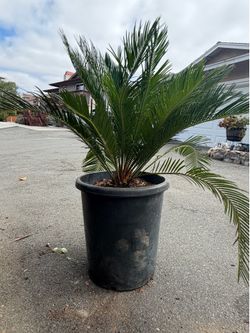 Cycad / Palm