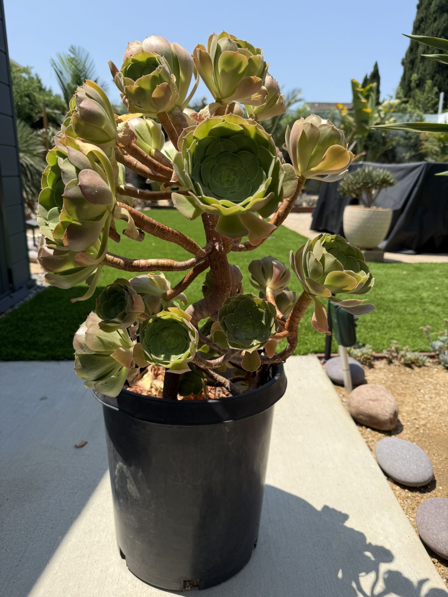 Aeonium Arboreum Succulent  (Drought Tolerant)