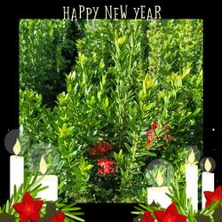 Dwarf Ixora Privacy Hedge Plants 3gl 6🌿🌿