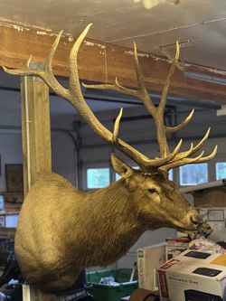 Huge Rocky Mountain 7x8 Elk Mount