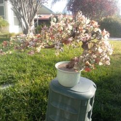 BONSAI JADE PLANT