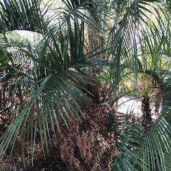 Big Queen Palm