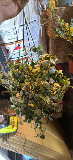 Hoya Krohniana