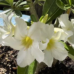 Desert Rose, White Flowers 