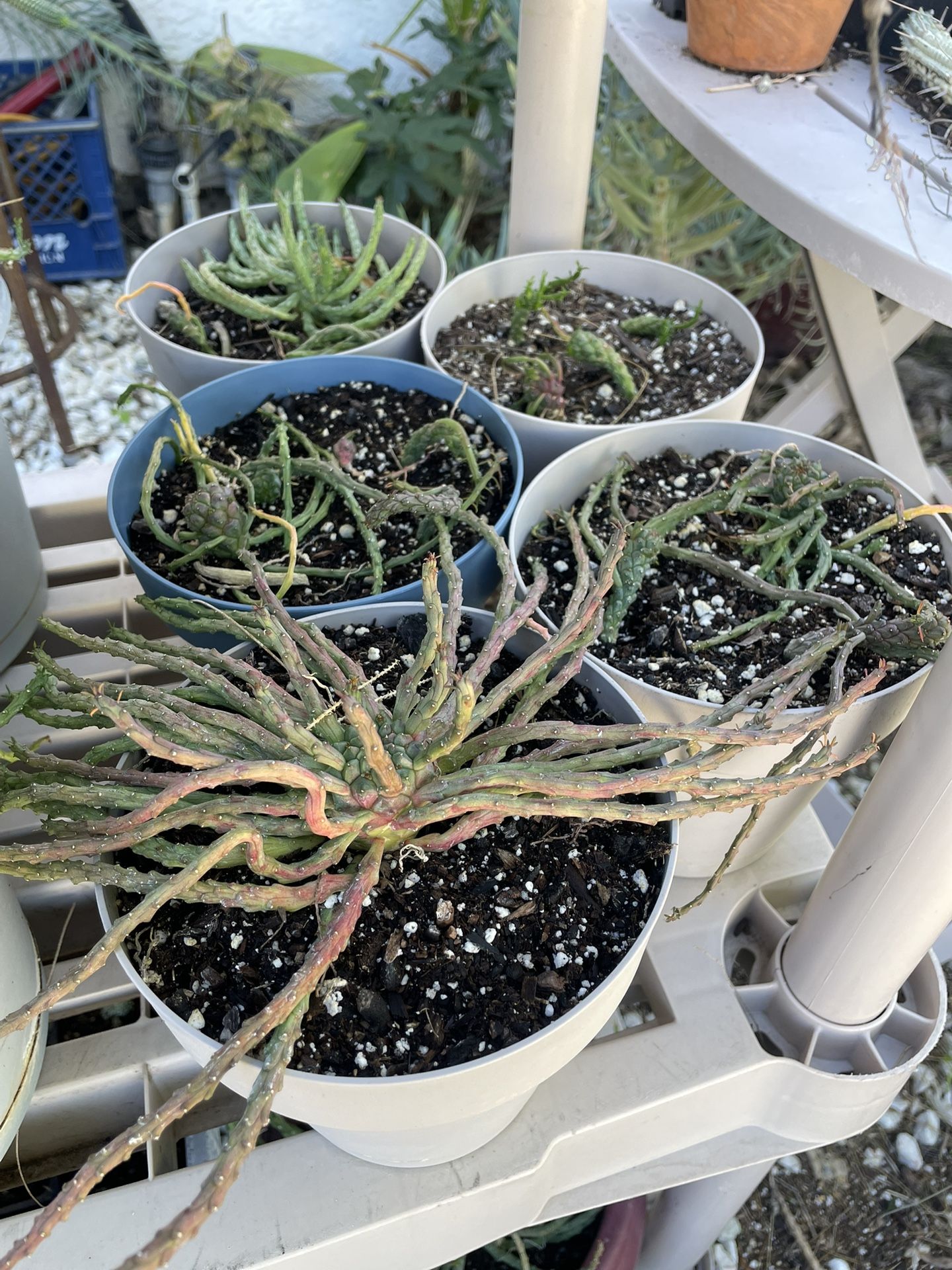 Medusa Plants