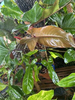 Philodendron Florida Bronze