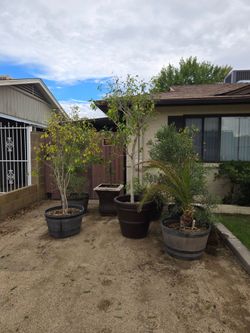 Trees and bushes