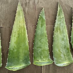 Sábila $1 Por Pieza