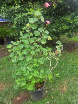 Jeranio/malva