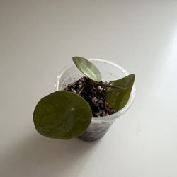 Pilea Baby Plants
