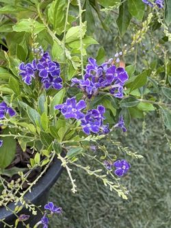 Sapphire Shower 5gallons pot