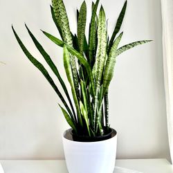 snake plant, sansevieria🪴 30$price Is Firm!
