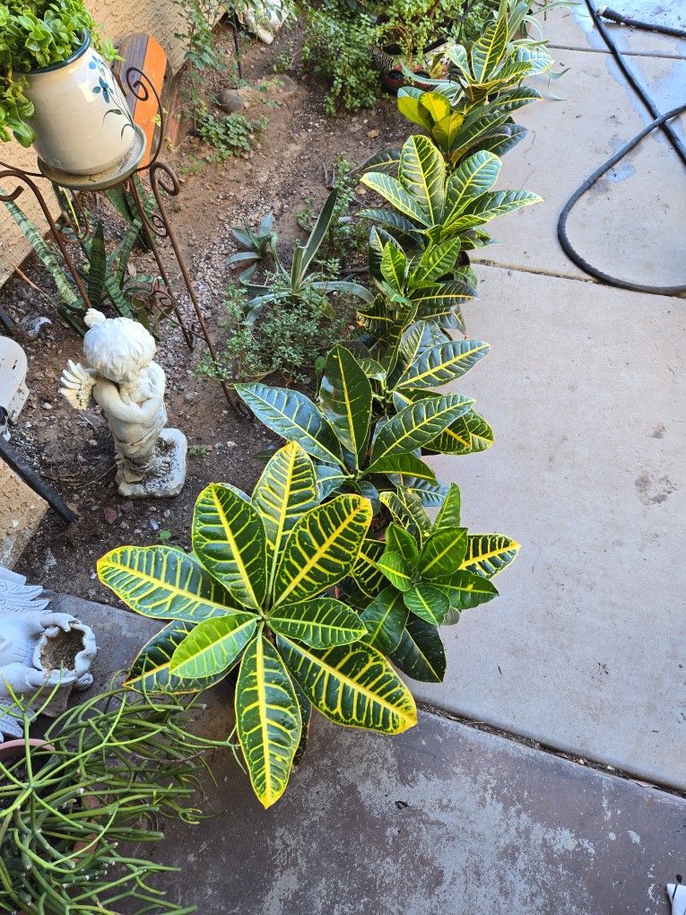 Croton Plants In 7in Plastic Pots.   $6 Ea