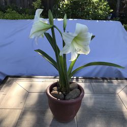 A blooming white Amaryllis plant in a ceramic pot