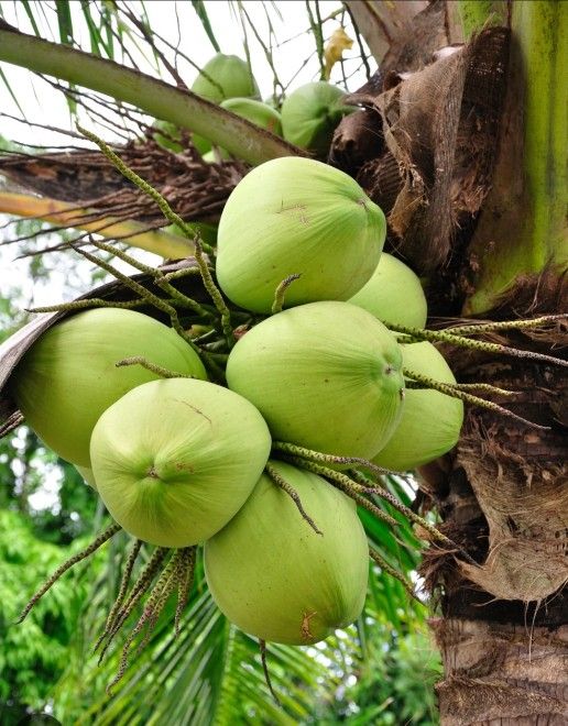 Dwarf Malayan Coconut  Palm  🥥 palmeras enanas de coco