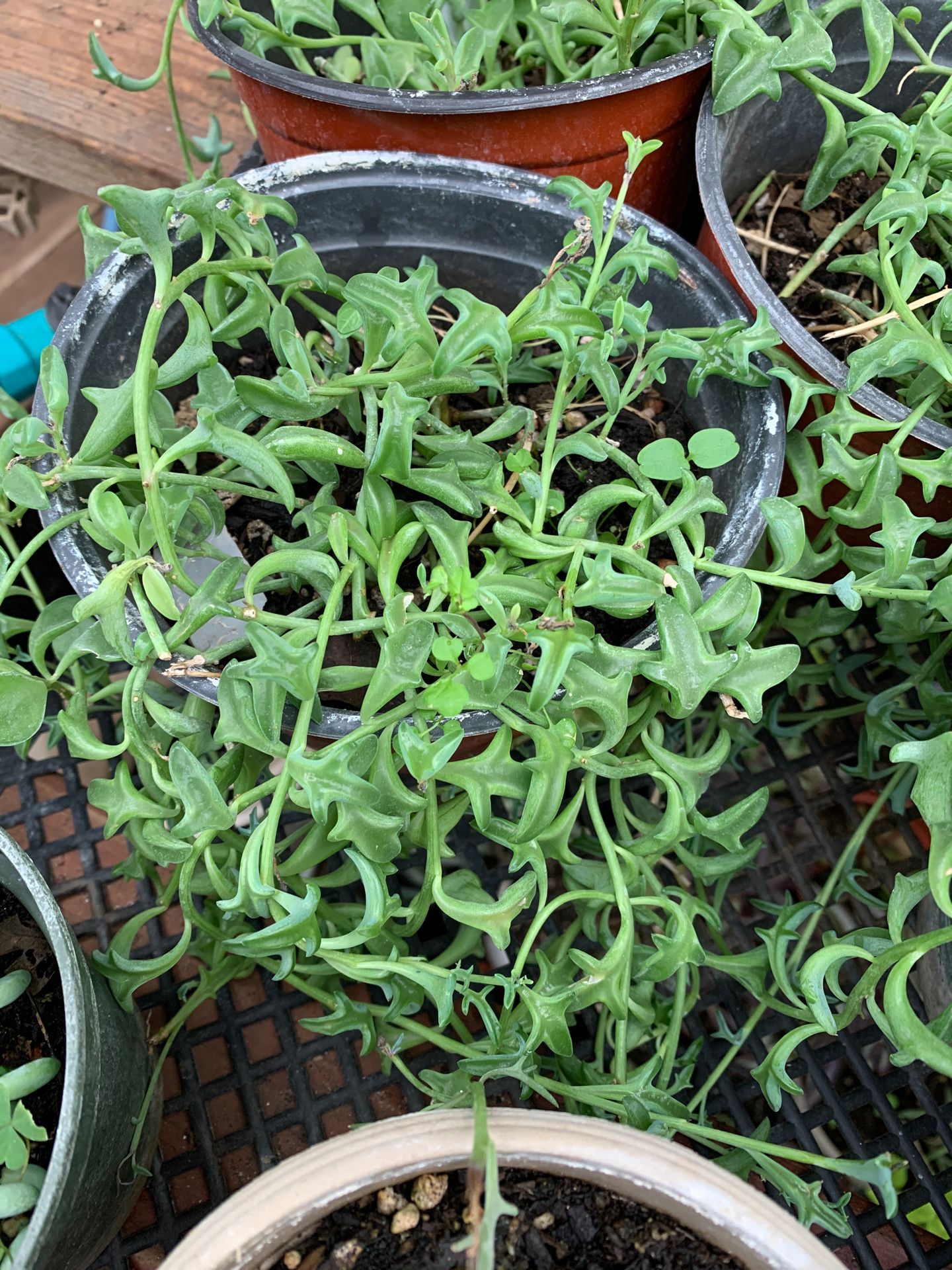 String of dolphin. Plant