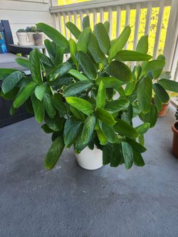 Large Ctenathe Lubbersiana