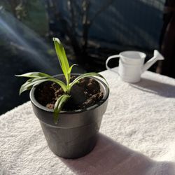 Spider Plant Starter 