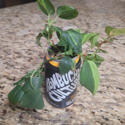 Philodendron Brazil In Kombucha Can