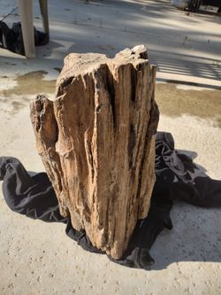 Petrified Wood