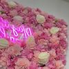 Jasmin