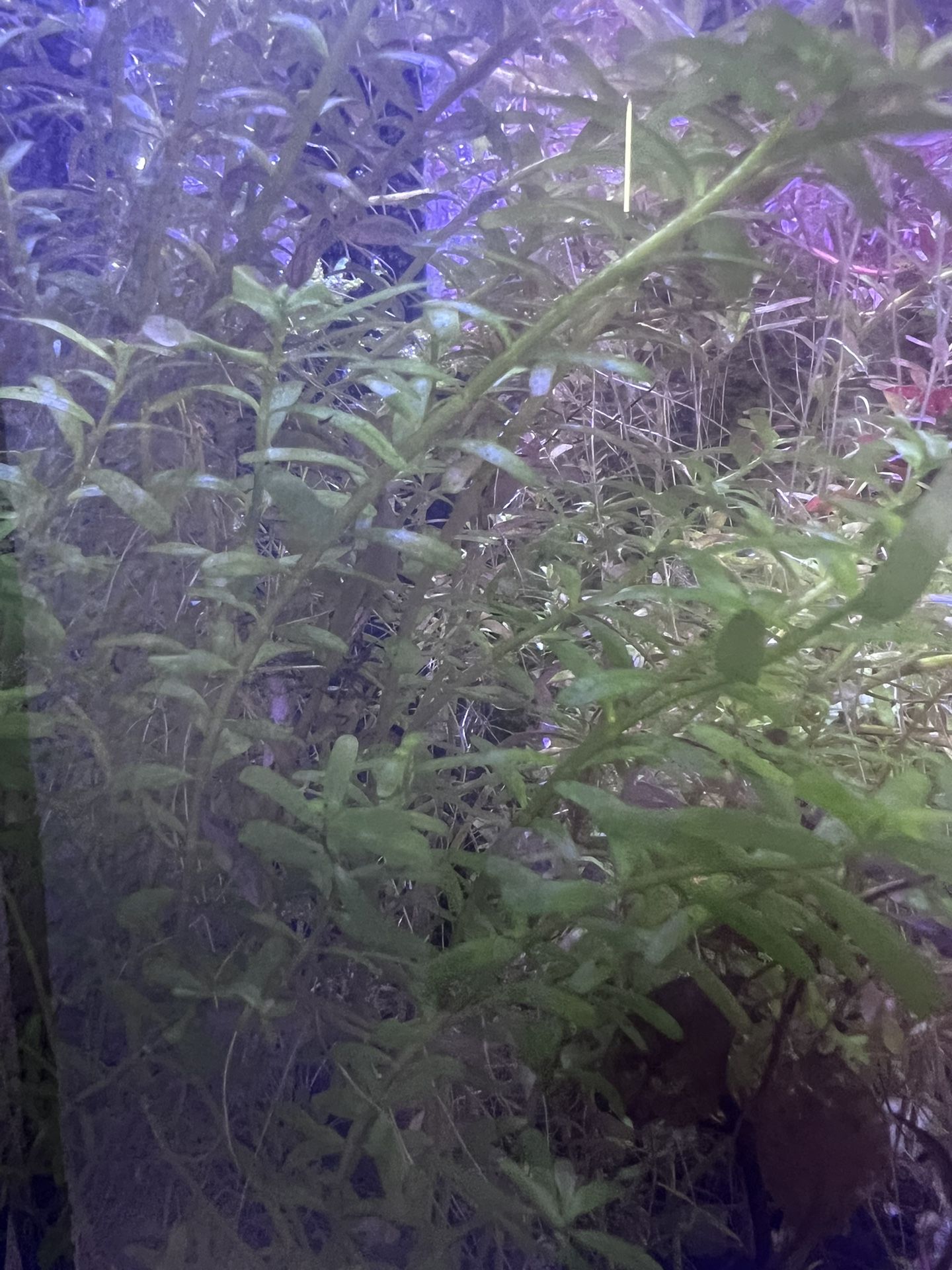 Aquatic Plants