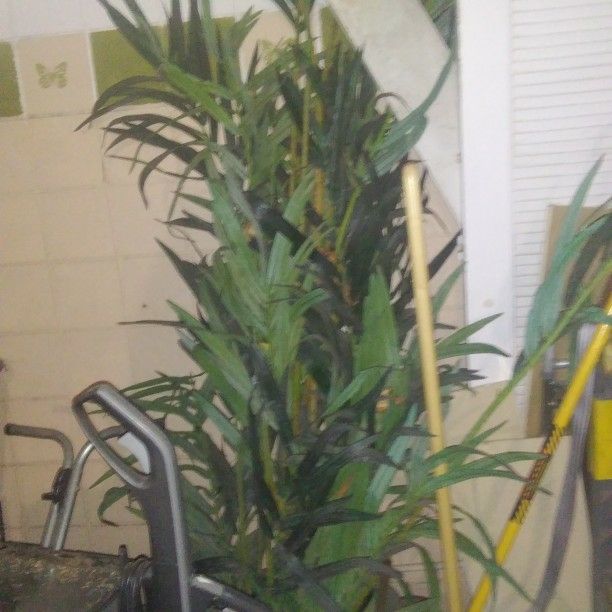 Fake Plant/tree