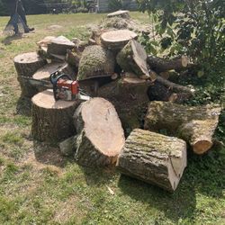 Free Wood……willow