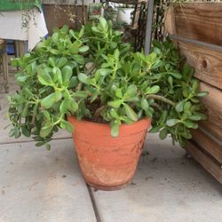 Jade Plant