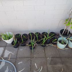 aloe vera (savila)