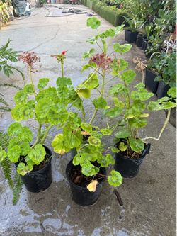 Planta malva o jeranio como la conozca