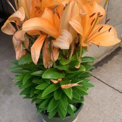 Tiny Moon Lily Rooted Potted 6” Pot