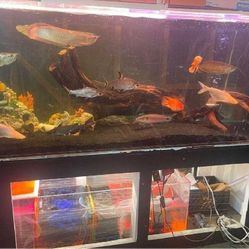Full Aquarium Tank - Spacious & Eye-Catching never machine