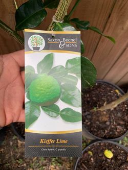 Kieffer Lime tree