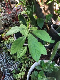 Avocado plant 2 feet tall